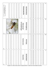 Faltbuch-Schwebfliege.pdf